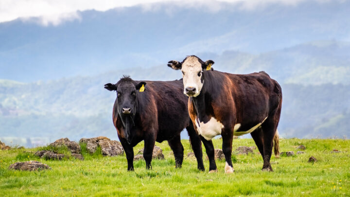 37 Beef Statistics, Trends, and Facts [2023]