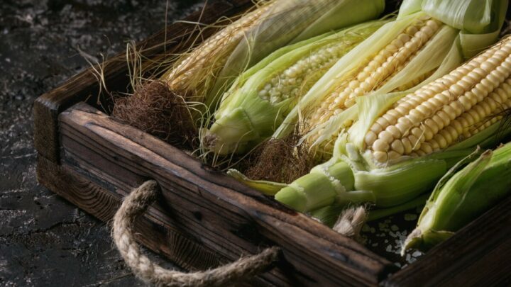 Young Raw Corn Cobs