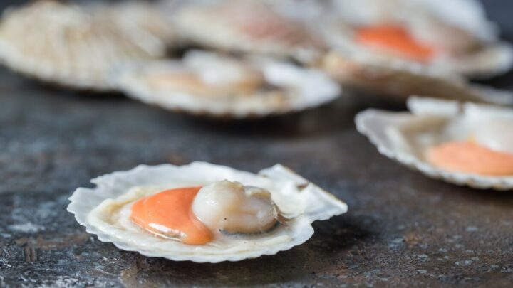 Can You Eat Raw Scallops?