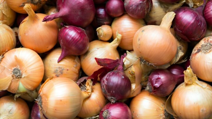 Fresh And Ripe Onions